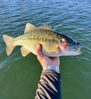 Catching Basss at Lake Lanier